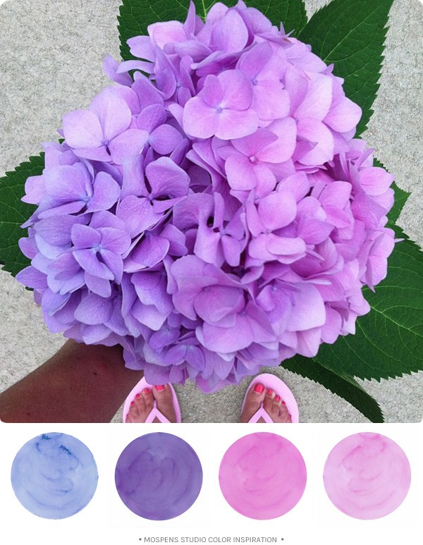 Hydrangea flower color inspiration \ MospensStudio.com